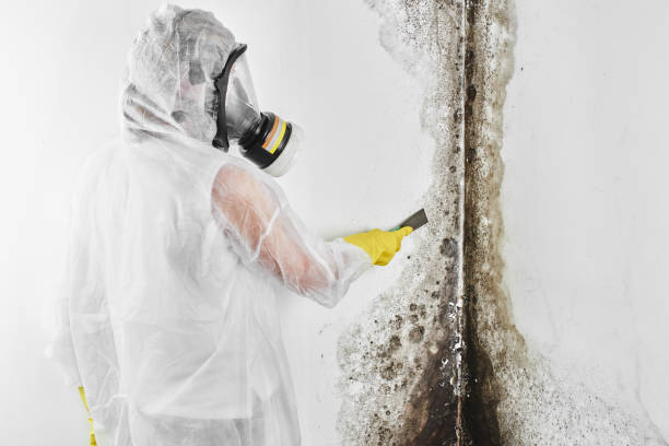 Home Mold Removal in Greenwood, LA